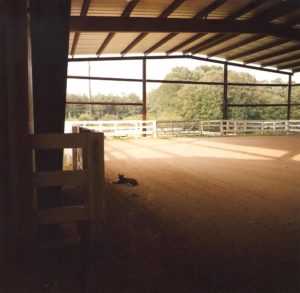 Why Prefab Metal Horse Barns Are a Smart Investment for Your Horses